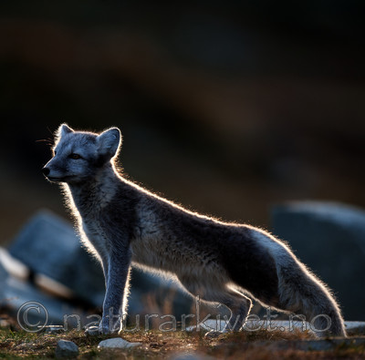 BB 13 0139 / Vulpes lagopus / Fjellrev